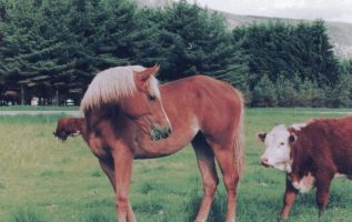 Horse and cow picture